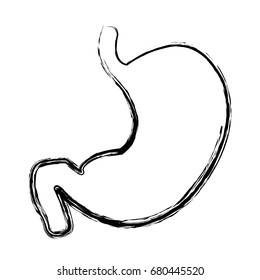 stomach human internal organ digestive system anatomy