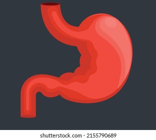 Stomach, Human internal organ illustration