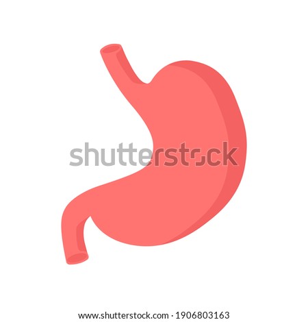 Stomach. Human internal organs. Digestive system anatomy. Heartburn. Gastroesophageal reflux disease. Stomach GERD heartburn esophagus. Vector illustration 