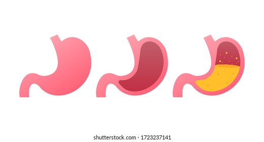 Stomach icon. Human internal organs symbol. Vector stock illustration.