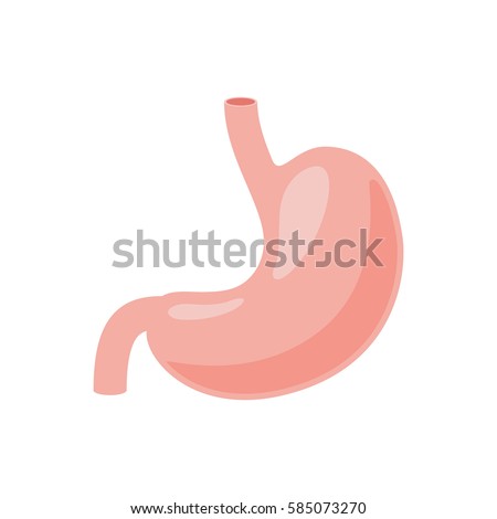 Stomach icon. Human internal organs symbol. Digestive system anatomy. Vector illustration in flat style isolated on white background