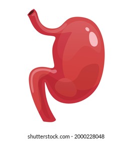 Stomach icon isolated on white background. Colorful human organ cartoon vector illustration. Human anatomy for medical, science or healthcare designs. Flat style.