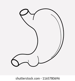 Stomach icon line element. Vector illustration of stomach icon line isolated on clean background for your web mobile app logo design.