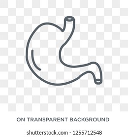 Stomach icon. Trendy flat vector Stomach icon on transparent background from Human Body Parts collection. High quality filled Stomach symbol use for web and mobile