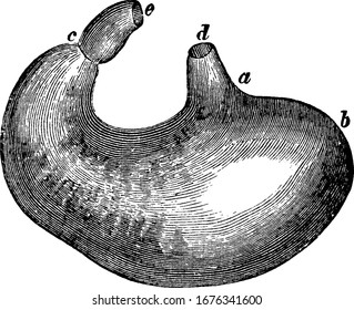 The stomach including the gullet, position of the cardiac aperture, the fundus etc and showing three images in human digestive system in it, vintage line drawing or engraving 