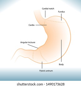 Stomach internal organ - Human Anatomy