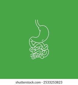 Stomach and Intestine Gastrointestinal tract anatomy Vector