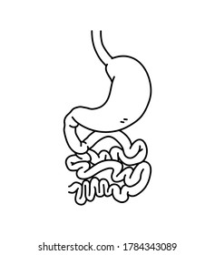 Stomach and intestines doodle, hand drawn vector illustration of human stomach internal organs, isolated on white background.