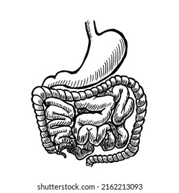 stomach and intestines vector illustration isolated on white background