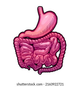 stomach and intestines vector illustration isolated on white background