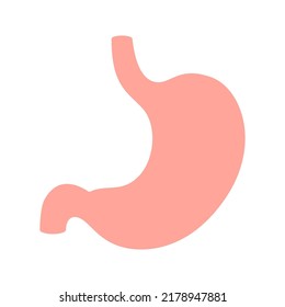 Bauch einzeln auf weißem Hintergrund