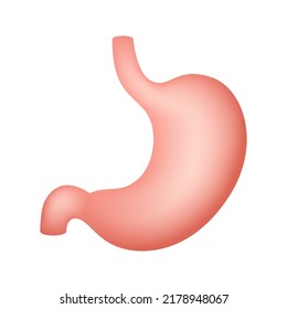 Bauch einzeln auf weißem Hintergrund