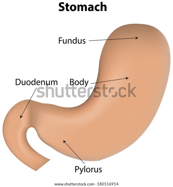 Stomach Labeled Diagram Stock Vector (Royalty Free) 180516914