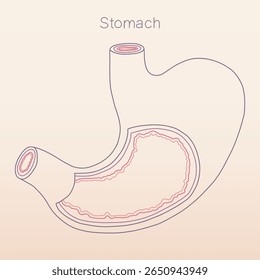 Stomach line art showing multiple layers inside, human organ physiology histology illustration vector