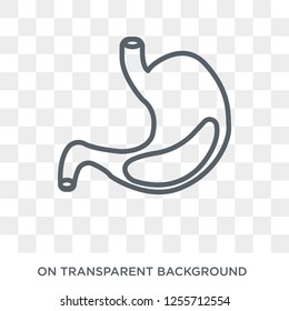 Stomach with Liquids icon. Trendy flat vector Stomach with Liquids icon on transparent background from Human Body Parts collection. High quality filled Stomach with Liquids symbol use for web and