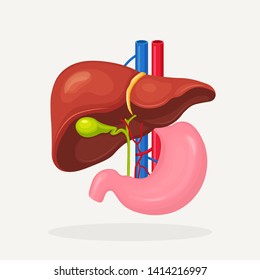 Stomach, Liver Icon Isolated On White Backgroung. Gallbladder, Aorta, Portal Vein, Hepatic Duct. Medical Science Anatomy. Human Internal Organ. Digestive System. Vector Flat Design