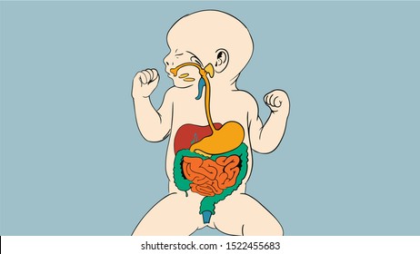 The stomach, liver, spleen, gallbladder, small intestine and large intestine. Beautiful bright illustration. Baby's body inside. Eps 10