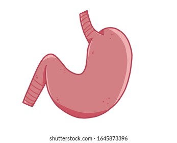 Estómago sobre fondo blanco, vector