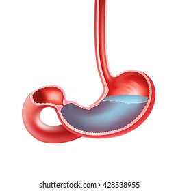 Stomach on a white background. Vector illustration EPS 10.