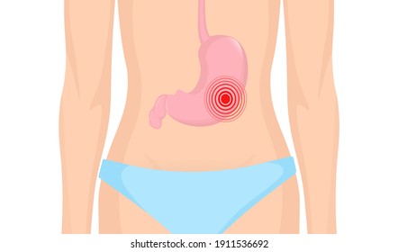 Stomach organ. Flat cartoon vector illustration. Health care concept. Isolated vector icon. Human organs isolated on white background.