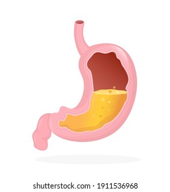 Órgano estomacal. Ilustración vectorial de dibujos animados planos. Concepto de atención de la salud. Icono de vector aislado. Órganos humanos aislados de fondo blanco.