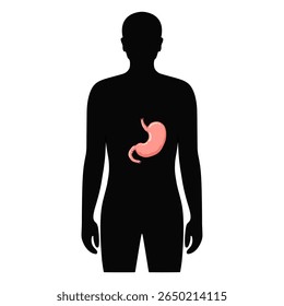 Órgão do estômago no corpo humano. Ilustração do estômago no corpo masculino. Design vetorial para cartaz médico, doador, ícone e educação