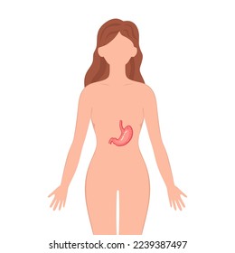 Stomach organ on woman silhouette. Female silhouette with Stomach isolated on white background. Anatomy, medicine concept. vector illustration