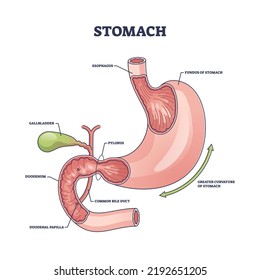 Stomach organ structure and medical digestive model anatomy outline diagram. Labeled educational scheme with body inner parts and physiology vector illustration. Gallbladder and pylorus location.