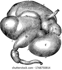 Stomach of an ox inflated-viewed from the right side, with its parts labelled, vintage line drawing or engraving illustration.