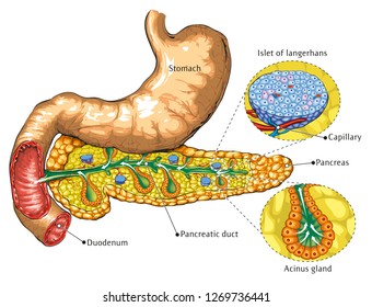 Stomach and pancreas basic anatomy