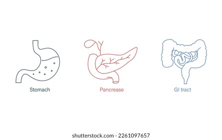 stomach, pancreas, gi tract line art vector illustration  