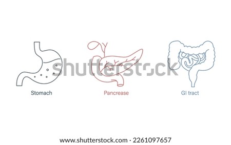 stomach, pancreas, gi tract line art vector illustration   Stock foto © 