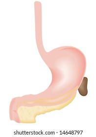 Stomach, Pancreas - Vector