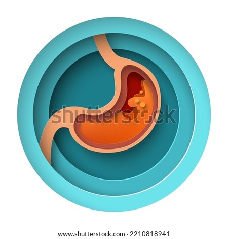 Stomach paper cut vector. Digestive internal organ layered design. Abdomen disease or stomachache medical craft poster. Healthcare, pharmacy and medicine concept