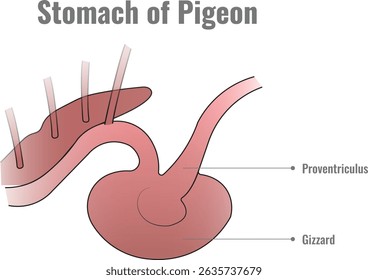 The stomach of a pigeon consists of two parts the glandular proventriculus for digestion and the muscular gizzard for grinding food