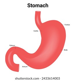  Stomach Science Design Vector Illustration Diagram