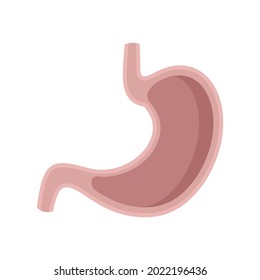 Stomach section icon. Flat illustration of stomach section vector icon isolated on white background