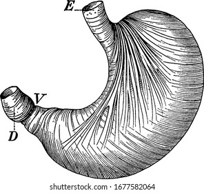The stomach showing the muscles which churn the food, with the parts labelled, E, where food enters; V, entrance into the intestine, D, vintage line drawing or engraving illustration.