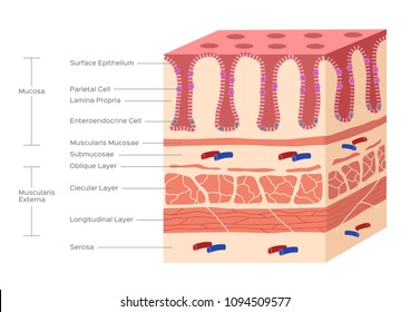 stomach and small intestine lining , villi and gut