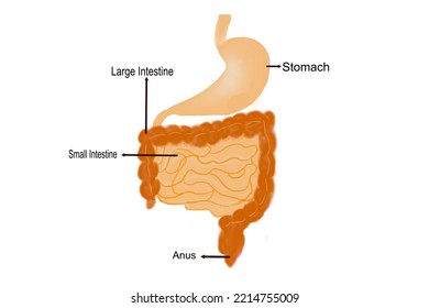 Stomach, small and large intestines, digestive system concepts