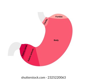 Stomach structure poster. Upper abdomen sections, fundus, body, antrum and pylorus. Digestive system concept. Gastric diagram, internal organ anatomical isolated flat vector illustration for clinic