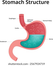 Stomach Structure Science Design Vector Illustration