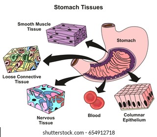 Stomach Tissues Types and Structure infographic diagram including smooth muscle loose connective nervous blood, columnar epithelium for medical science education and health care