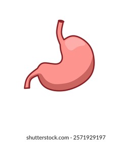 stomach vector, human kidney vector, kidney icon 