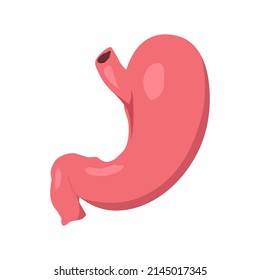 Stomach Vector Human Organs Digital Design Graphic 2d Hd Illustration