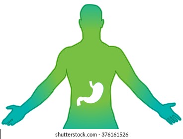 Stomach vector illustration