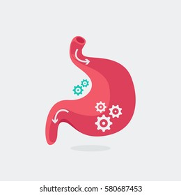 stomach vector illustration