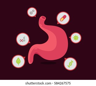stomach vector illustration