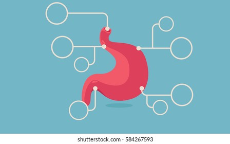 stomach vector illustration