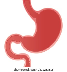 Stomach vector illustration. Human stomach anatomy. Realistic stomach icon. Part of set. 